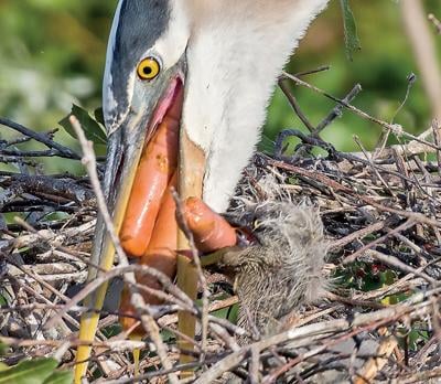 Herons with hot dogs