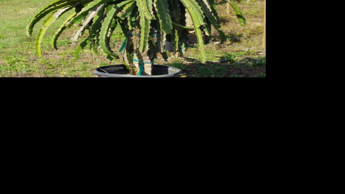 How To Train Your Dragon Fruit Plant News Yoursun Com There is no cost for this first plot of virtual land. how to train your dragon fruit plant