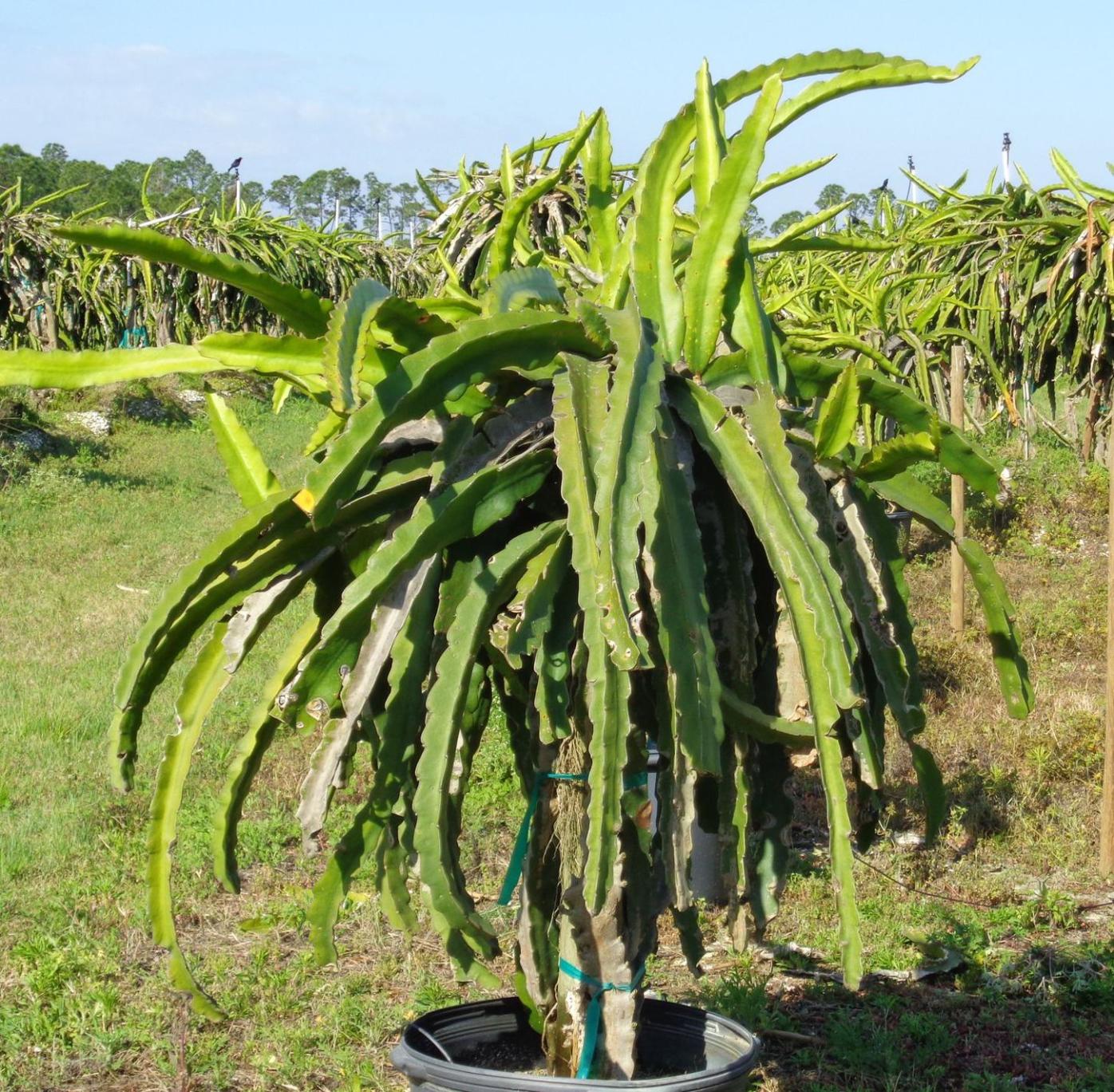 How To Train Your Dragon Fruit Plant News Yoursun Com