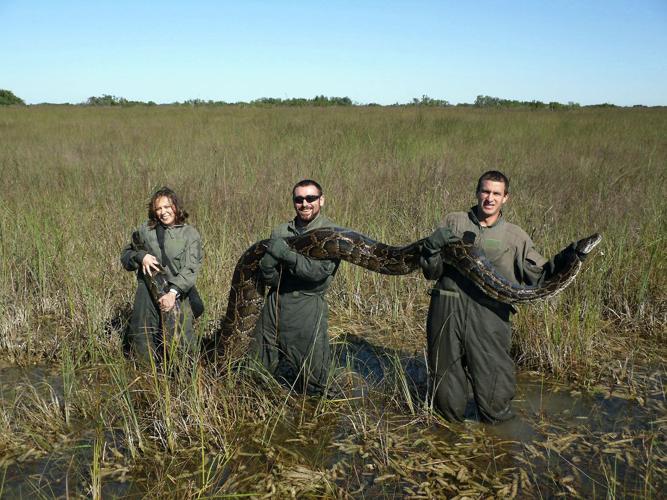 40 invasive Burmese pythons captured in 3-month span | News Archives ...