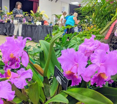 Englewood S Orchid Show Is Canceled Englewood Sun Yoursun Com