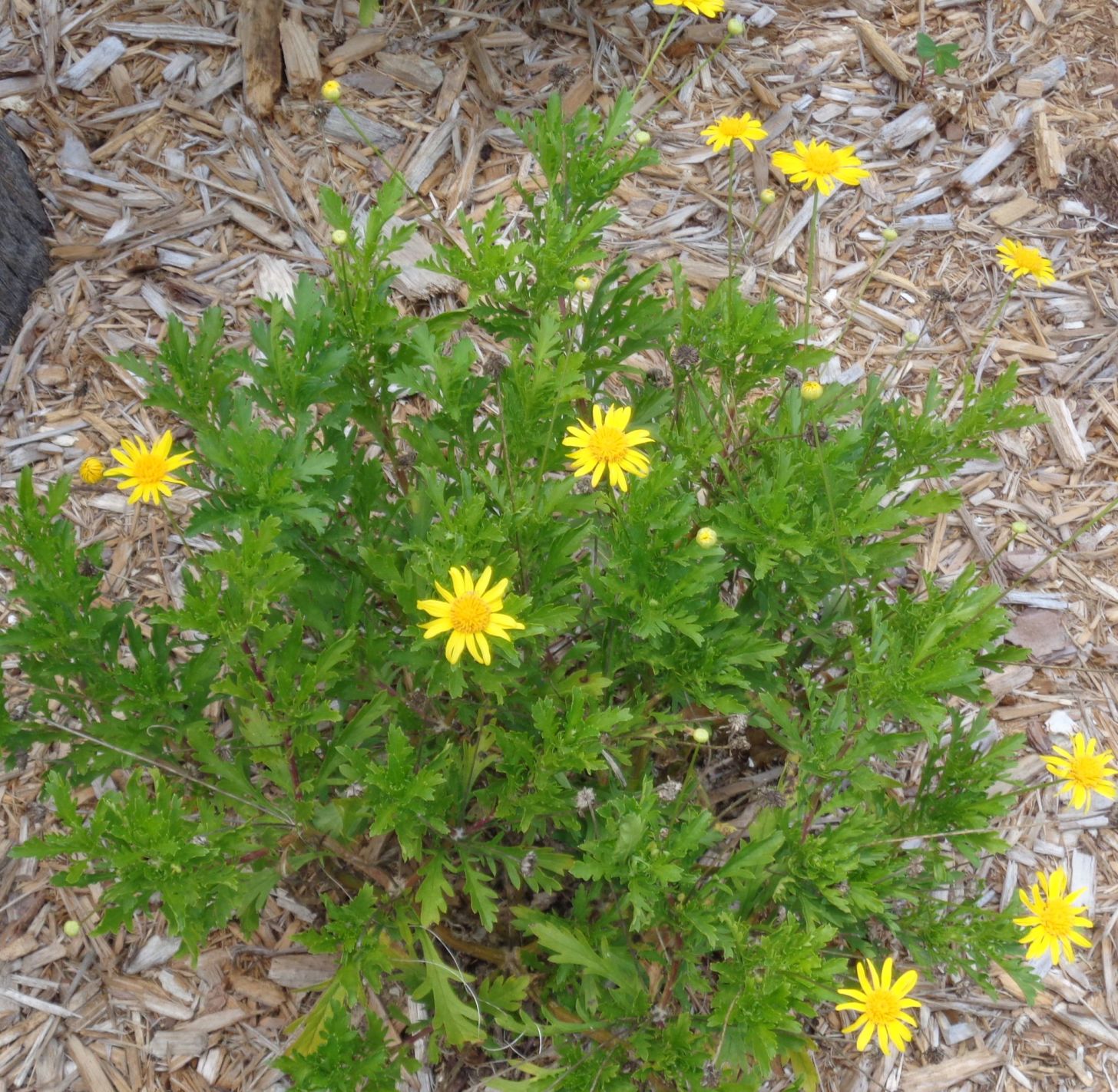 The Bush Daisy Is A Reliable Perennial Features Yoursun Com