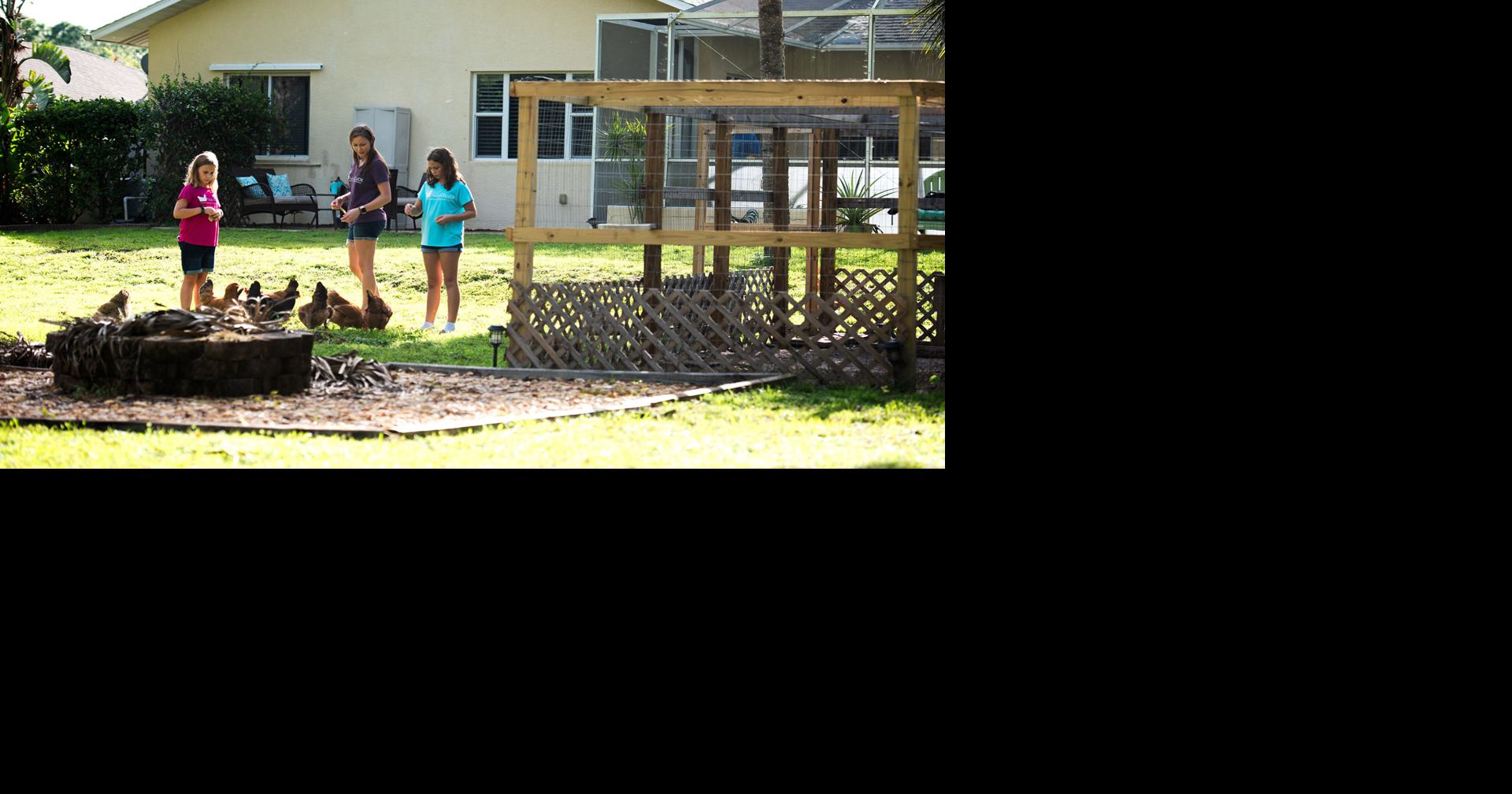 Should chickens be allowed in Charlotte County neighborhoods? Port