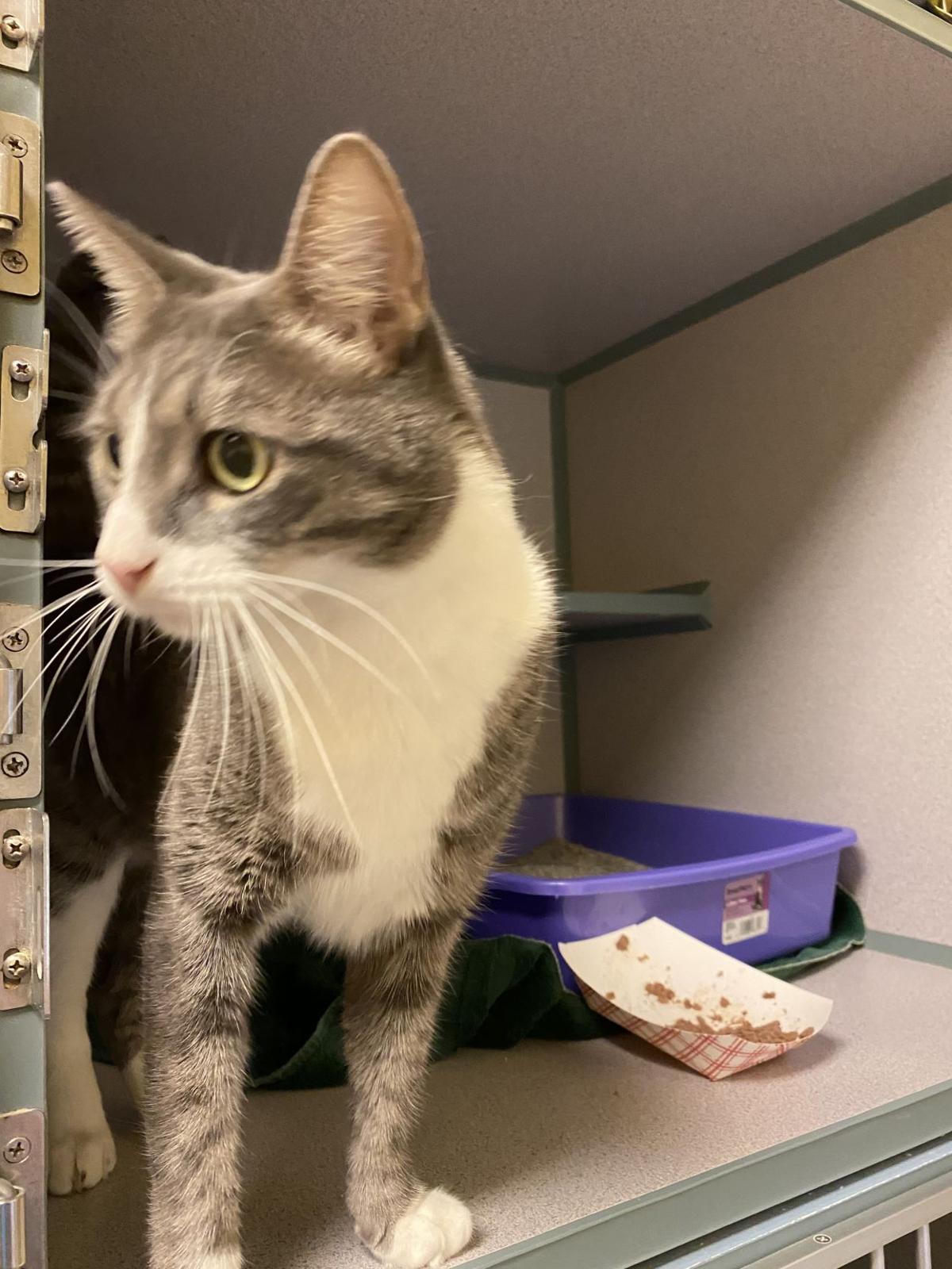 Pets Of The Week How Shelter Stress Can Affect A Personality