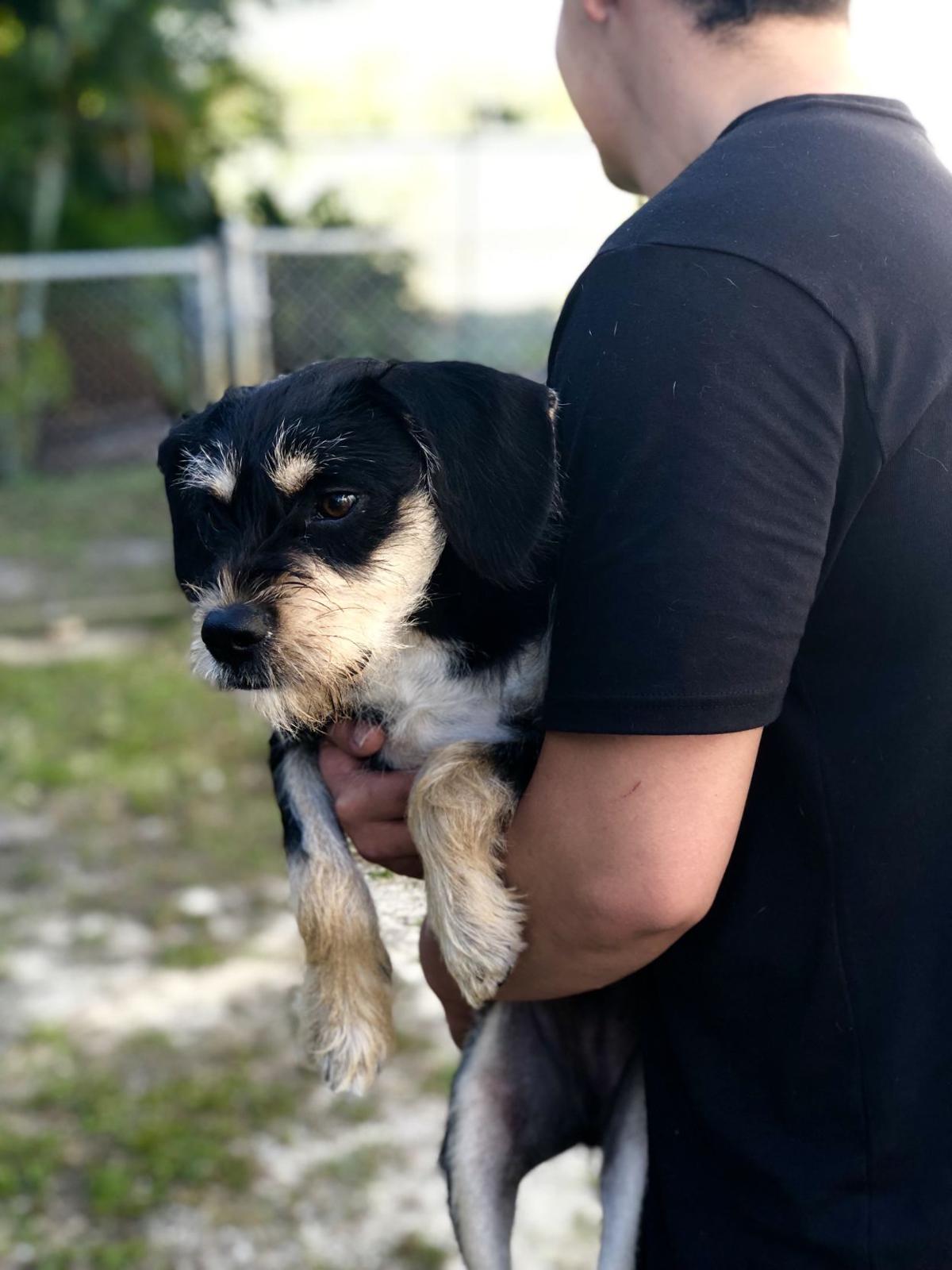 Pet theft Owners beware, take precautions Features