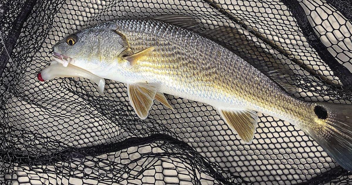 Fish Landline How to land a fish | Waterline | yoursun.com