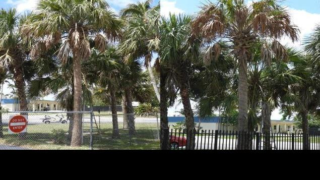 Deadly Palm Tree Disease Is Spreading Desoto Agriculture Yoursun Com