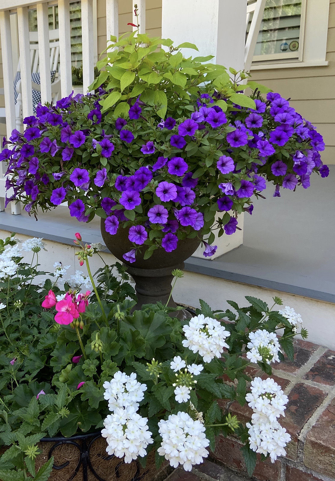indigo pools venice fl on This Little Indigo Petunia Will Steal Your Heart Features Yoursun Com