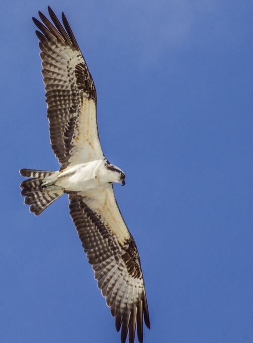 Soaring high