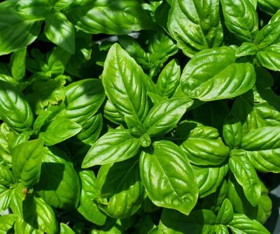 COLUMN: Basil, an ornamental herb of color, shape and scent | Port ...