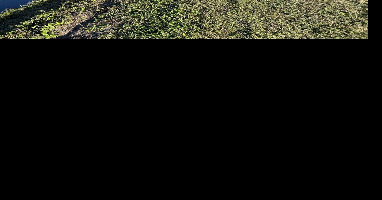 Alligator Creek a great example of a 'lost' creek saved | News ...