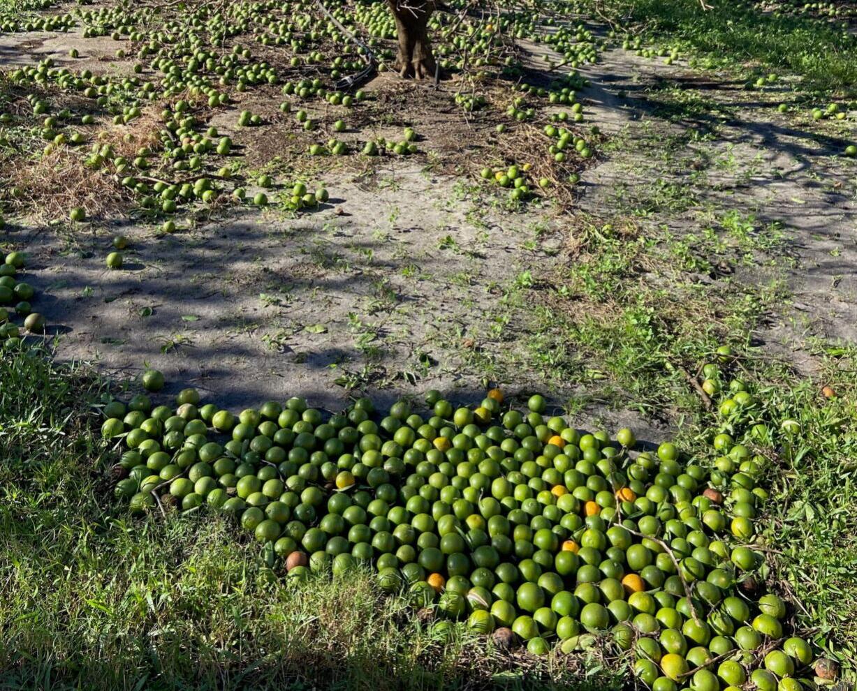 Lower citrus forecast 'not unexpected' | News | yoursun.com