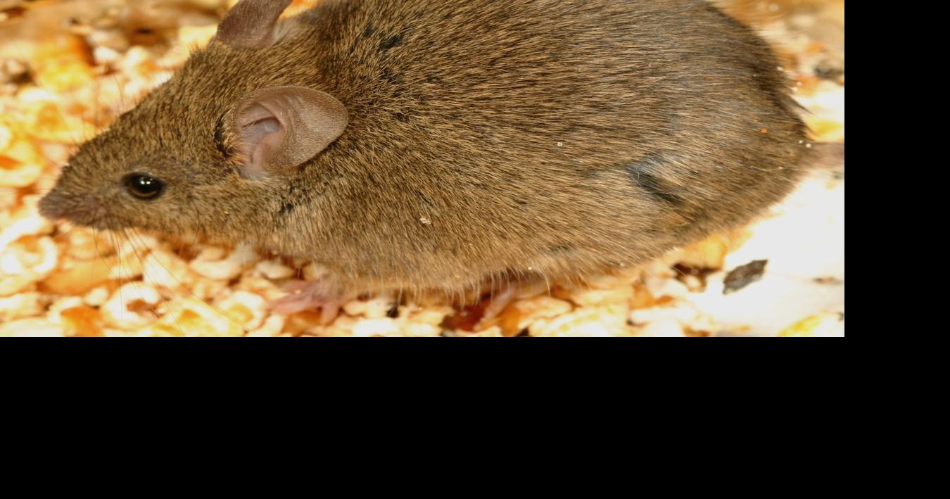 Dealing with varmints — be in the know about rodents | News Archives ...