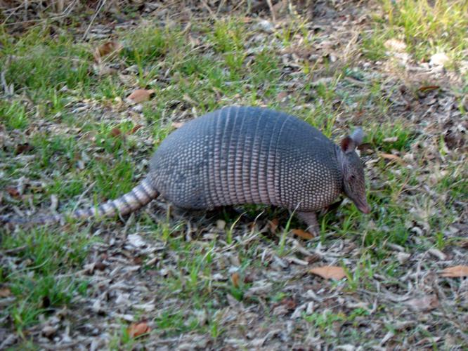 Another view of armadillos | News Archives | yoursun.com