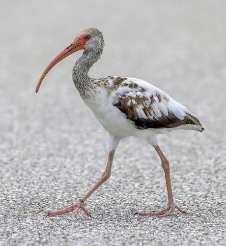 Waders  Coastal Country