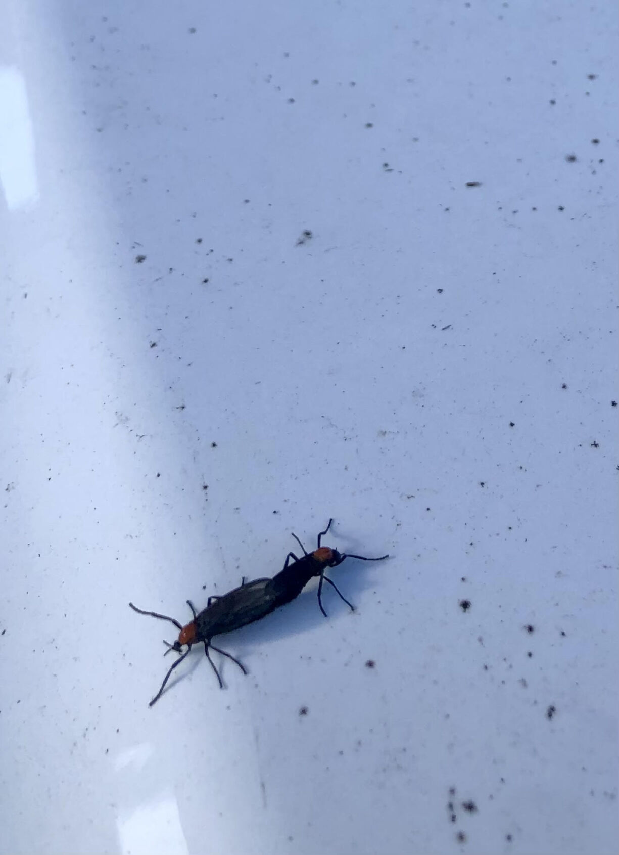 Lovebugs bring the hate | News | yoursun.com