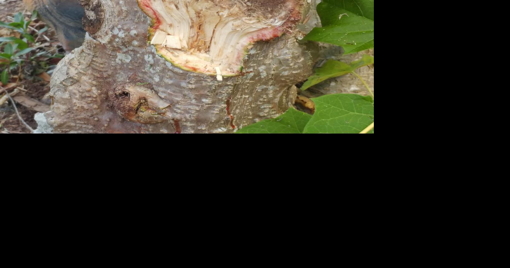 Tree bleeds when cut on Good Friday Newsarchives