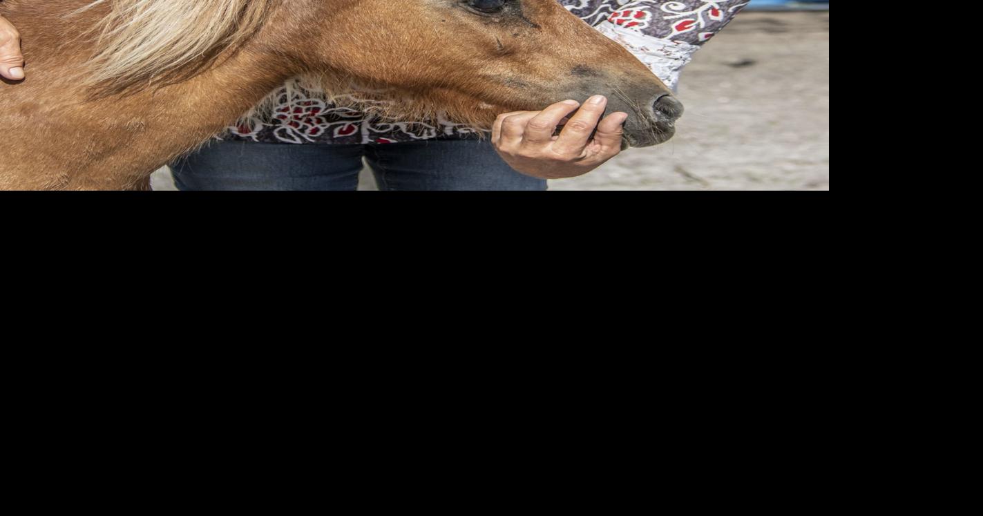 Mustang Promise ranch, horsing around is healthy | Desoto Agriculture ...