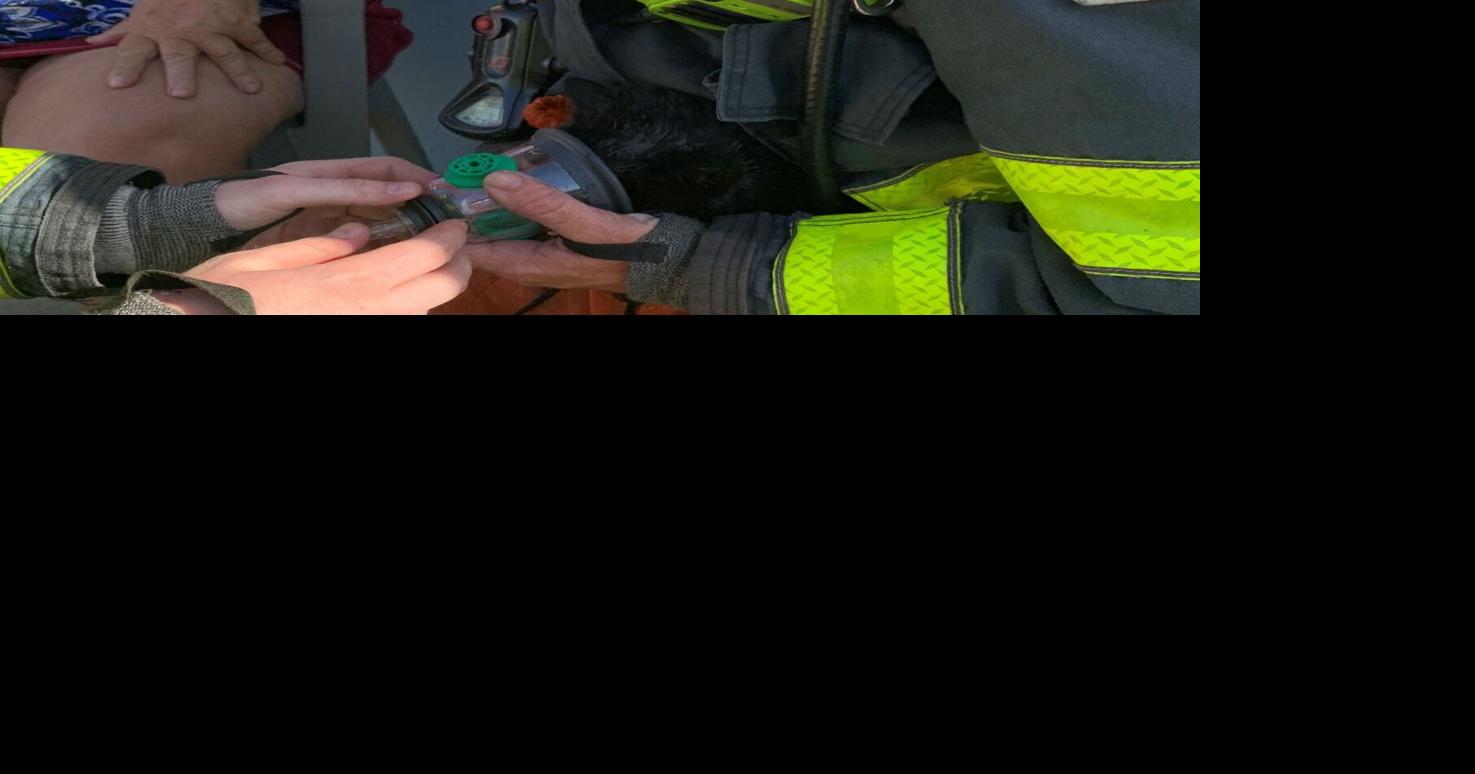 Firefighters rescue cat from house fire | News | yoursun.com