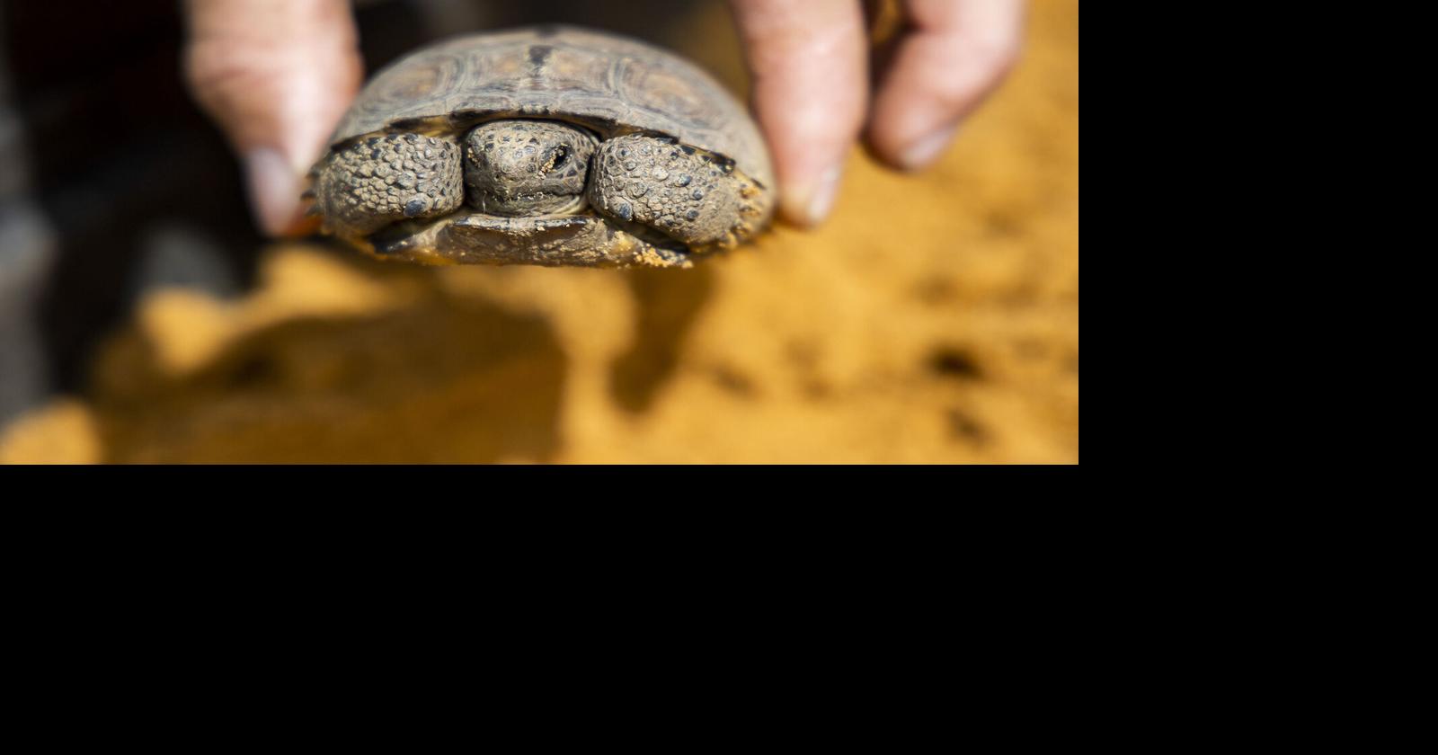 Saving Florida’s Gopher Tortoises Group rescues reptiles from death by