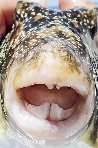 South American fish gives new meaning to phrase 'I've got a bite
