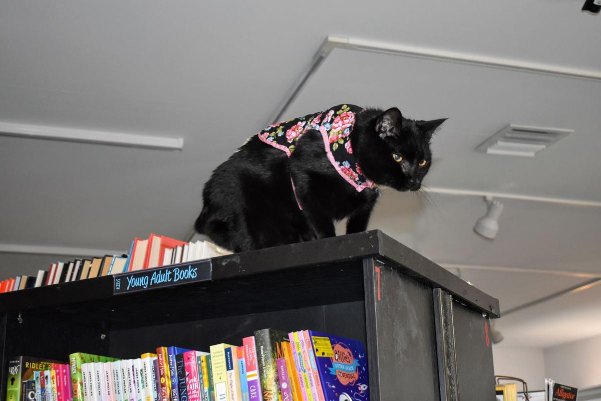 It S Not A Bookstore Without A Cat Green Eyes Watching At Punta