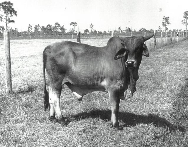 The Nifty Fifties in Englewood | | yoursun.com