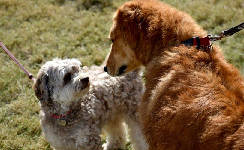 Peace River Art Festival returns to Punta Gorda News