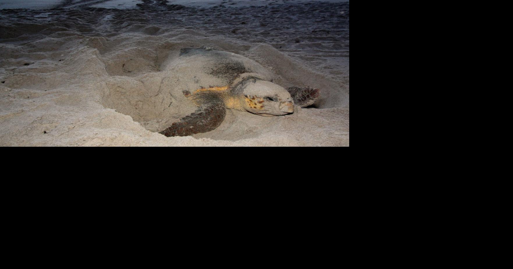 NEW FIND: Scientists think sea turtle shells record ocean changes ...
