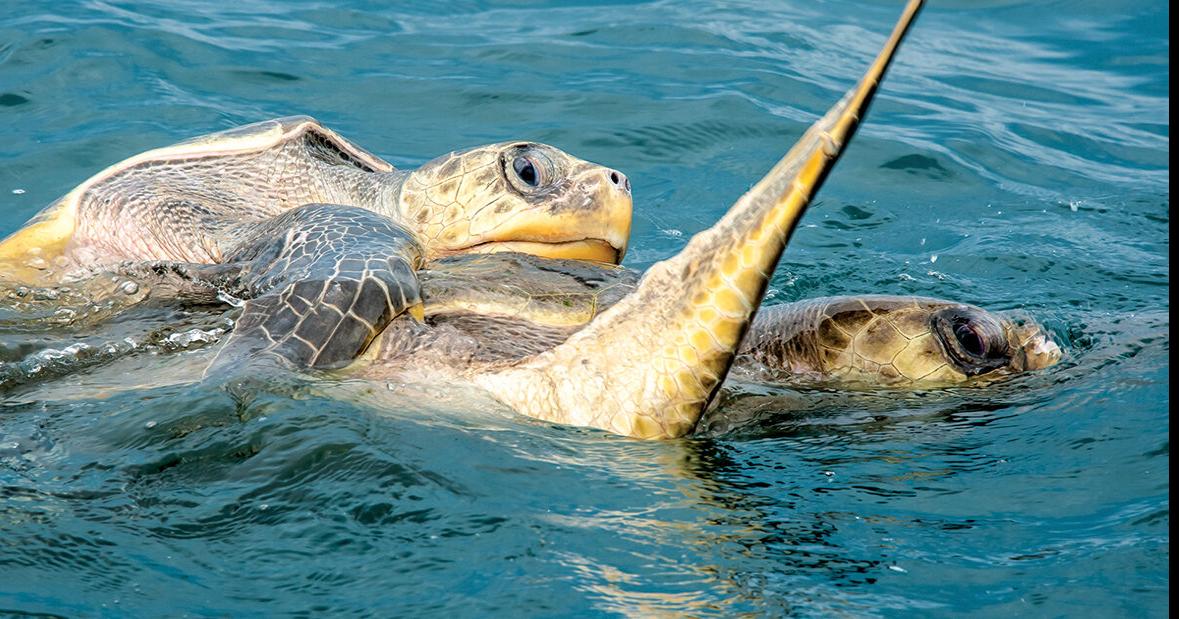 Go slow, there are turtles below | Waterline | yoursun.com