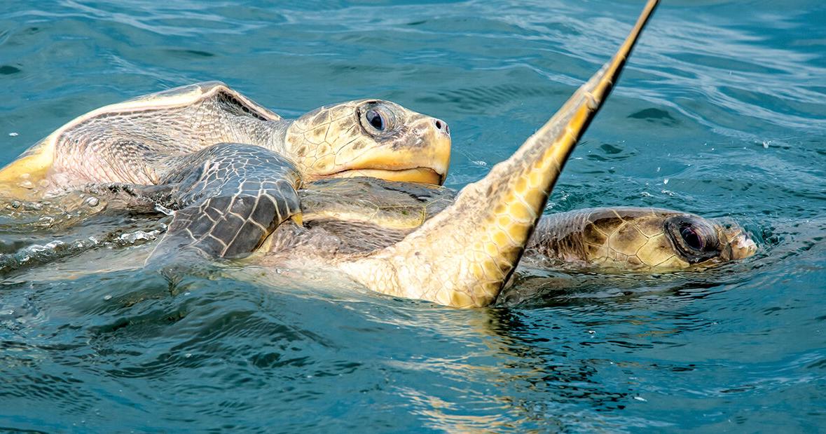 Two Slow Turtles Go slow, there are turtles below | Waterline | yoursun.com