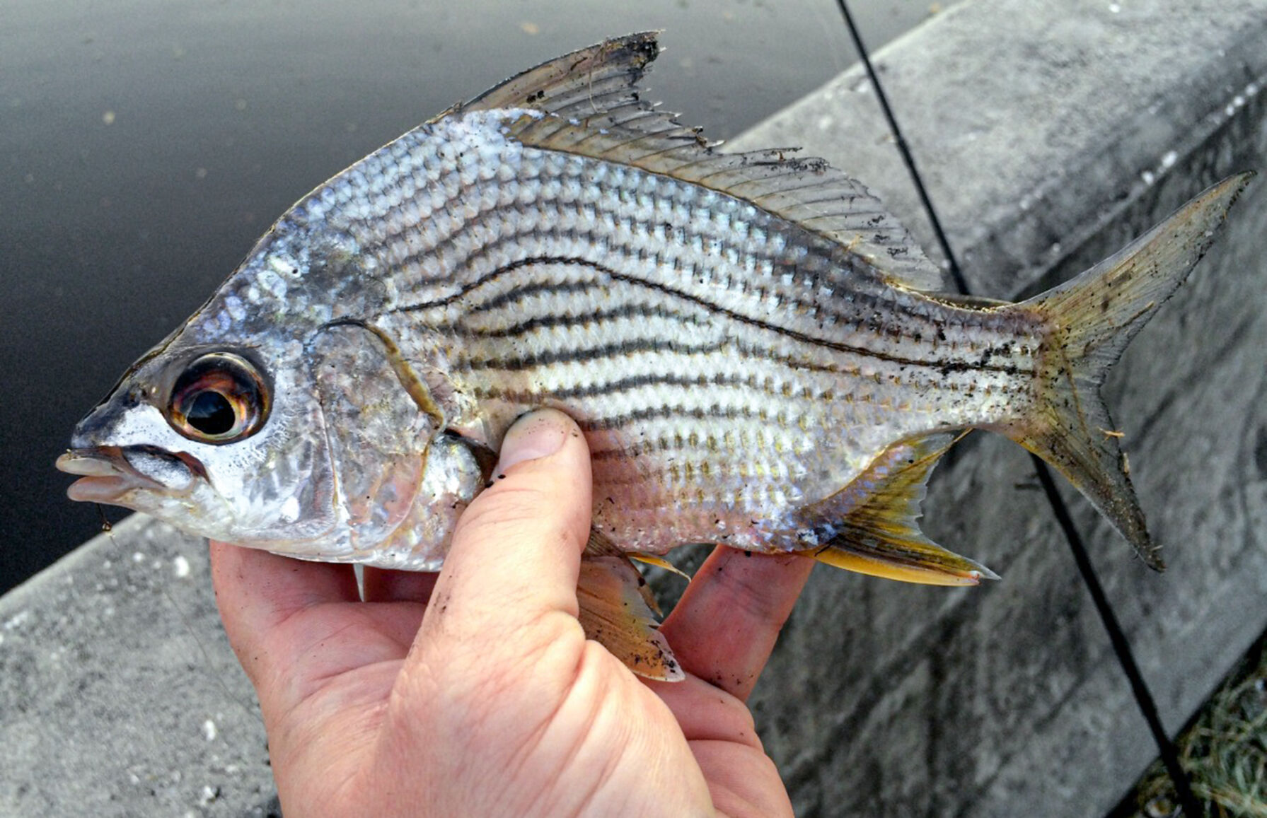 Sand bream Clearance
