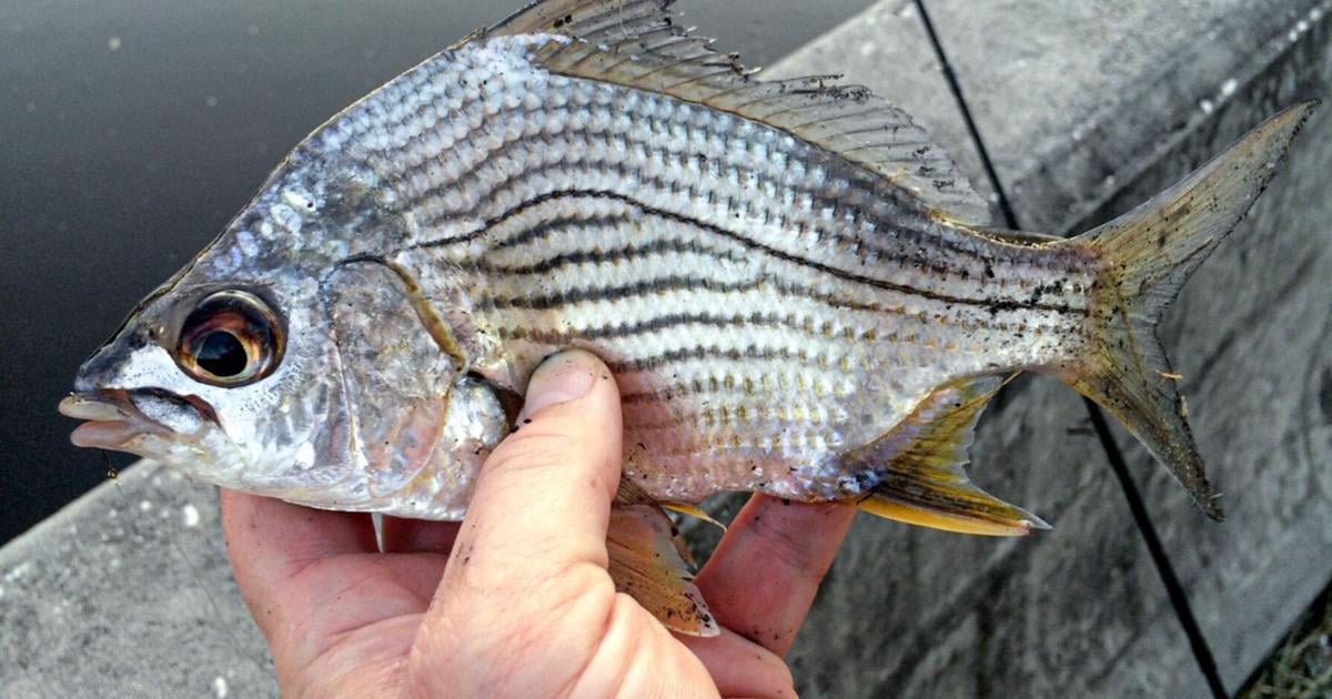 B Line Fish Too tasty to be bait | Waterline | yoursun.com