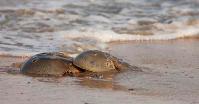 Horseshoe Crab Festival 2022