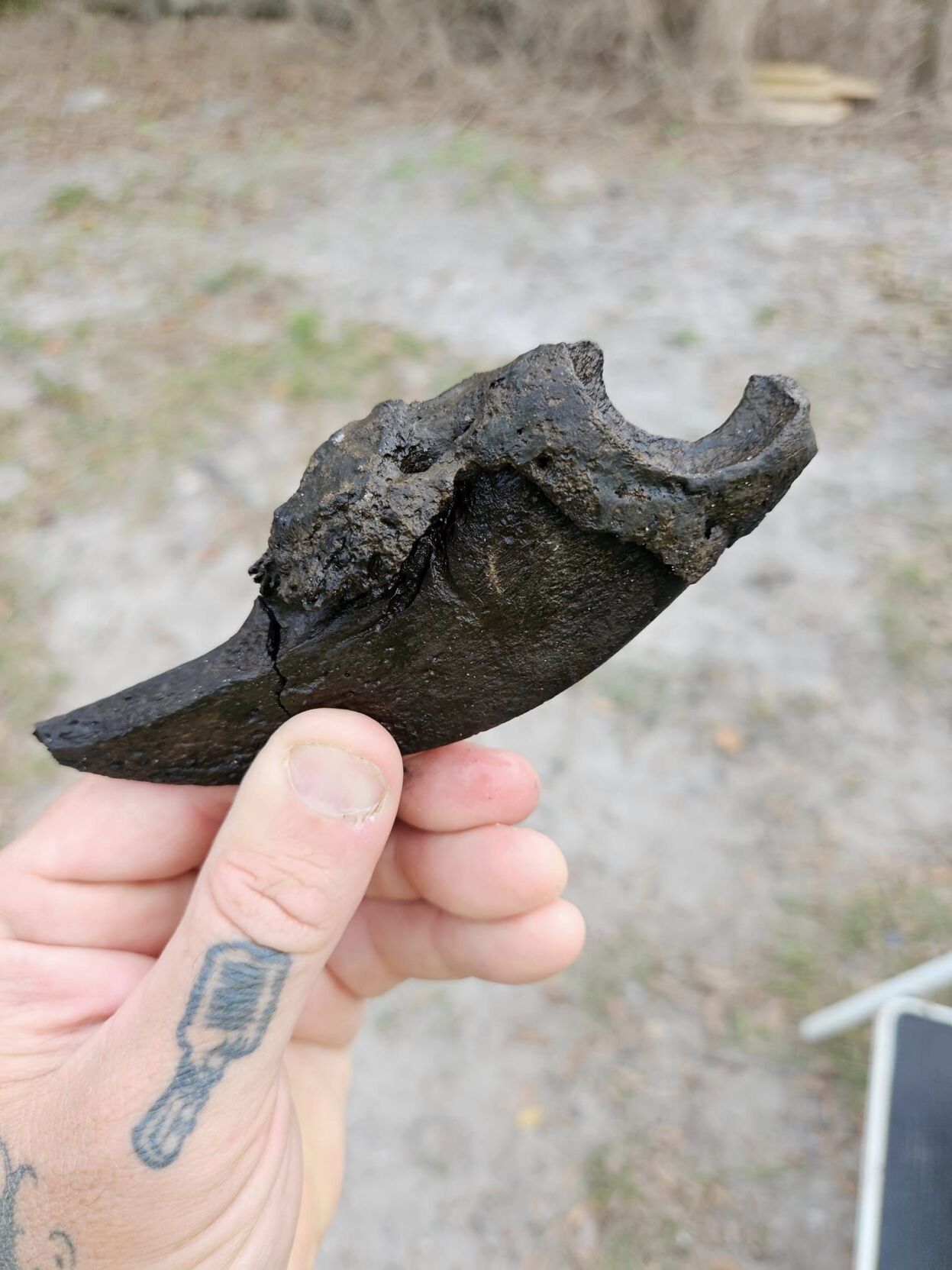 Prehistoric Sloth Claw Found In Peace River News Yoursun Com   6571f10be43c2.image 