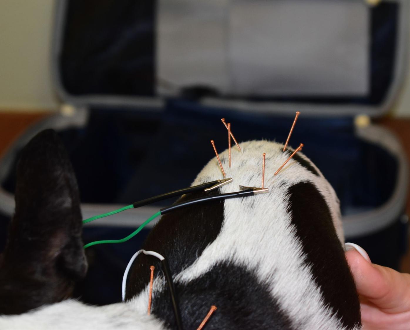 Needles + electricity = less pain for your pet Daily Break