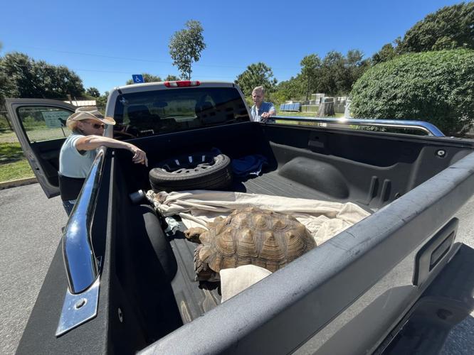 Toutoise Shell A Shell-a-bration: Lost tortoise reunites with Englewood owner | News ...