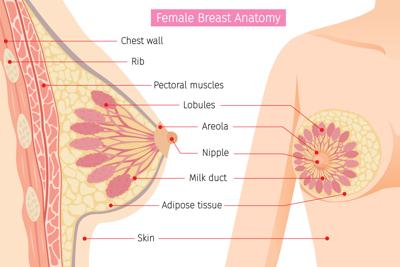Breast Anatomy - Murrieta, CA & Temecula, CA: Platinum Women's Health