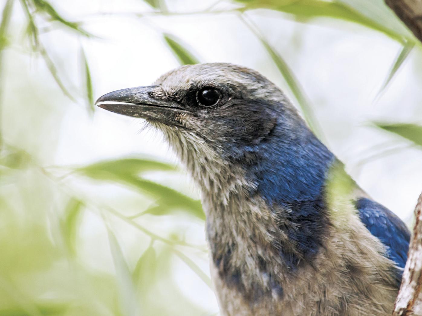 The Florida Scrub Jay A Bird Destined For Extinction Waterline Yoursun Com