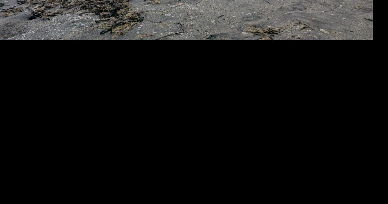 WATERLINE: Be a beach buddy to sea turtles, shore birds