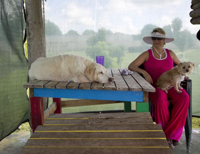 School bus brings dogs to summer camp News Archives yoursun