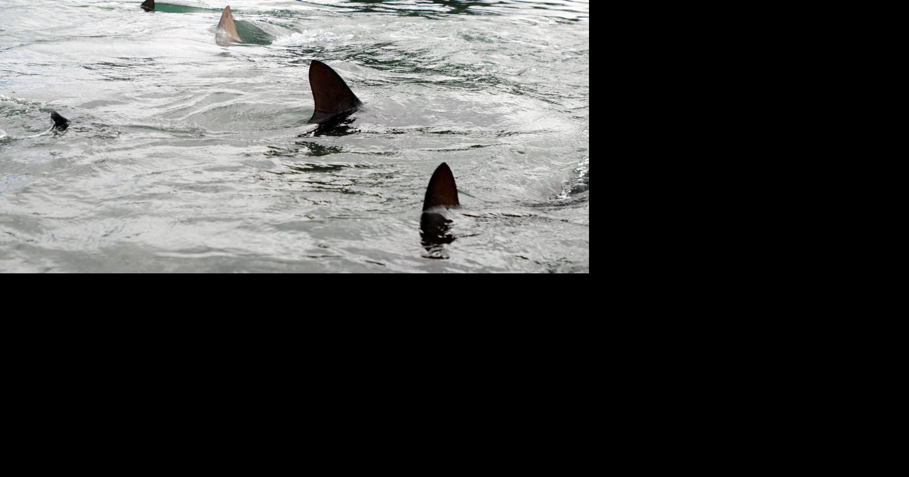 Florida shark attack inspires start of a national alert system