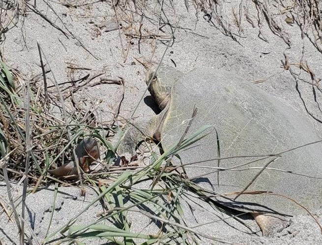 Florida Ridley Turtle Rare Kemp's ridley turtle nests on Manasota Key | The Daily Sun ...