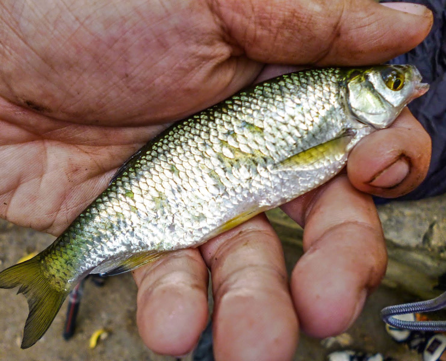 wild shiners