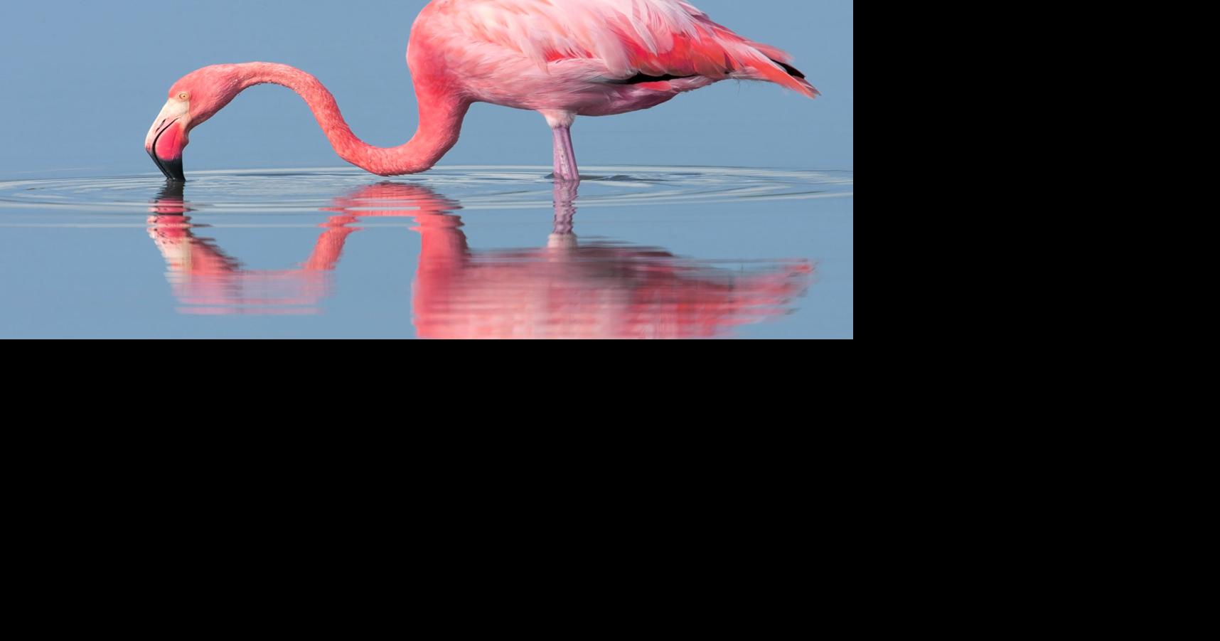 All about the pink | Waterline | yoursun.com