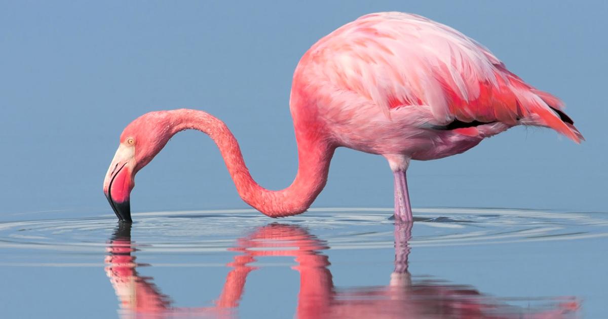All about the pink | Waterline | yoursun.com