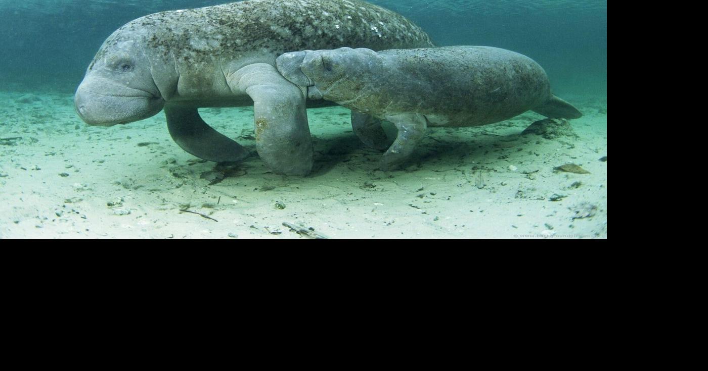 Florida manatees suffering brutal death wave | The Daily Sun | yoursun.com