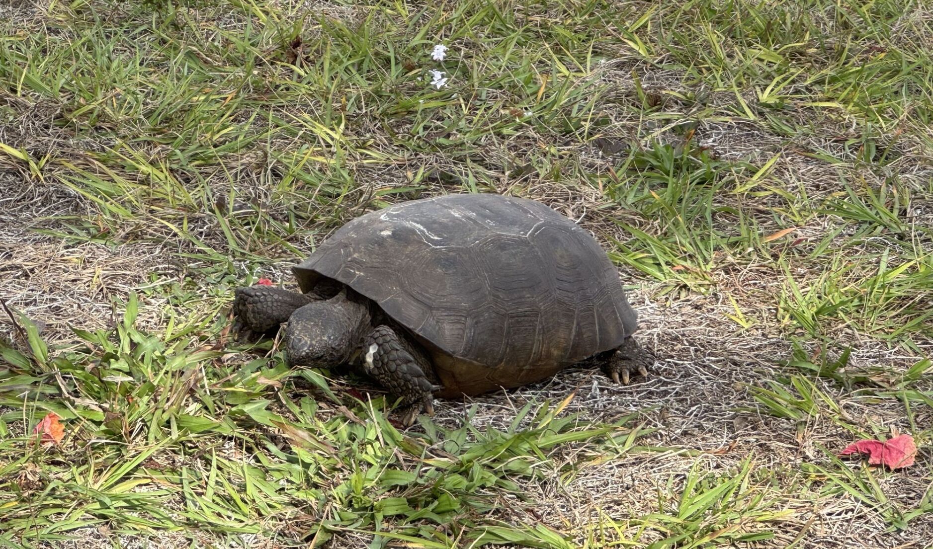 10 things you need to know about gopher tortoises | News | yoursun.com