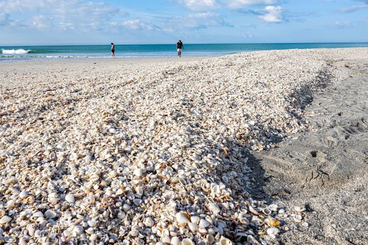 Stumps Shell Nature has its way with Stump Pass Beach State Park | Port Charlotte ...