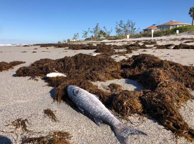 Englewood Beach red tide 2023